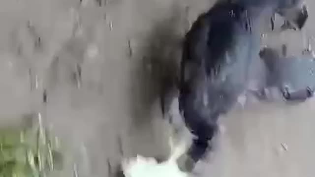 Geese