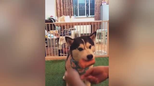 Dog reaction funny educational video