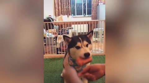 Dog reaction funny educational video