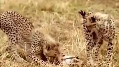 National_Geographic_Documentary_-_Fighting_to_Survive_Wild_Nature_-_Wildlife_Animal(360p)