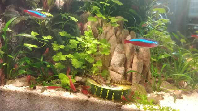 Otocinclus cocama eating zucchini