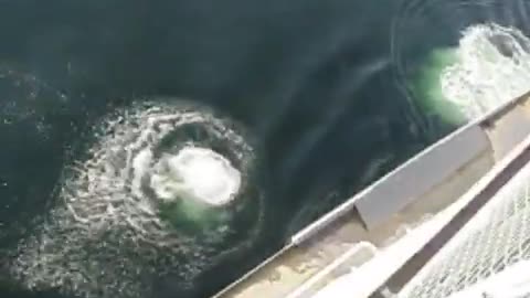 A guy in black shorts jumps off a ferry and into the water