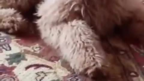 Funny and Fails Pets Video #11: The Funniest Animals of 2023 🐱In tiktok 😂
