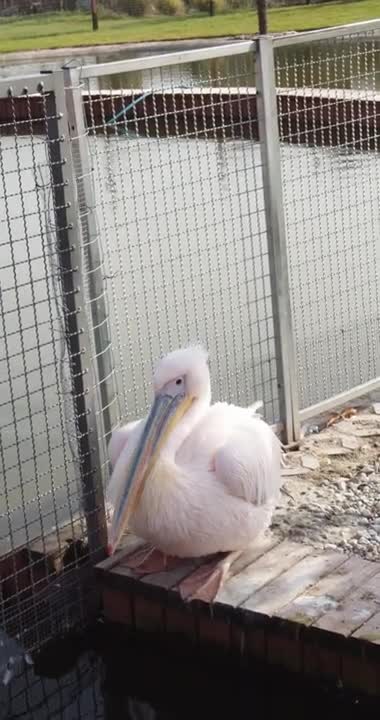 Pink Pelican