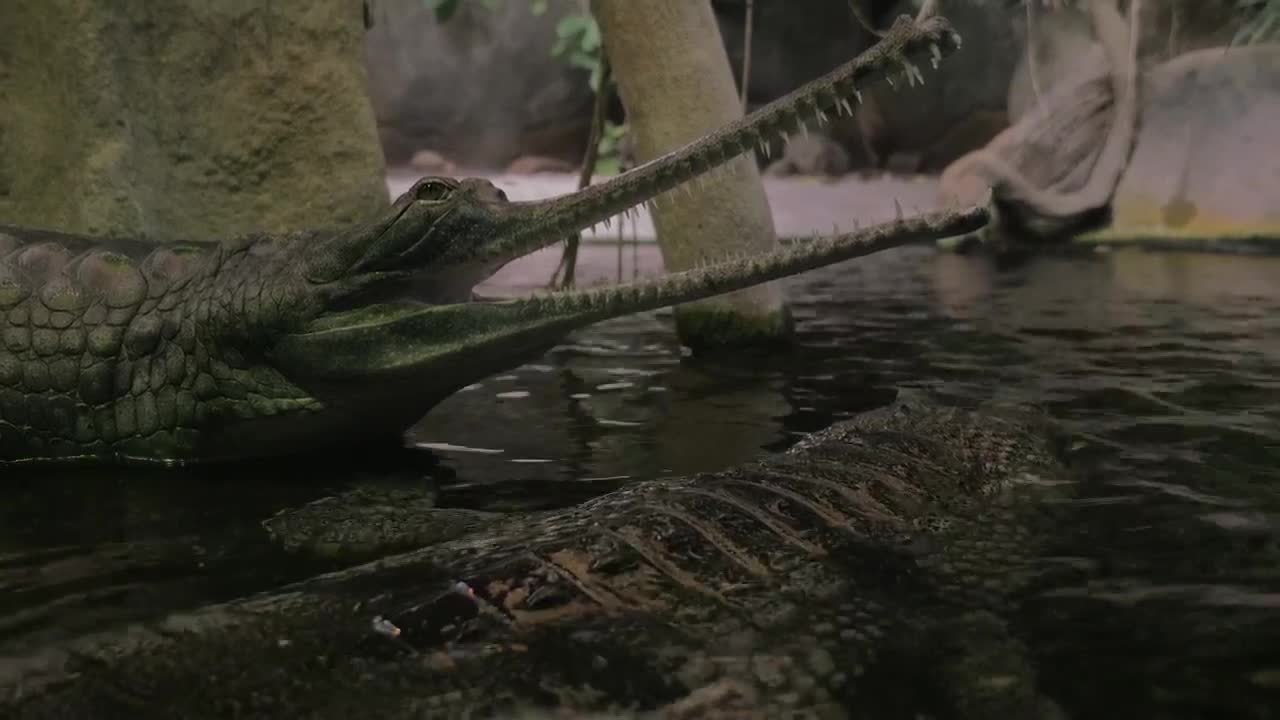 Gharial sitting with open jaws