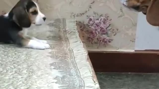 📹 Funny Dogs Conversation | Funny Animals Viral Video