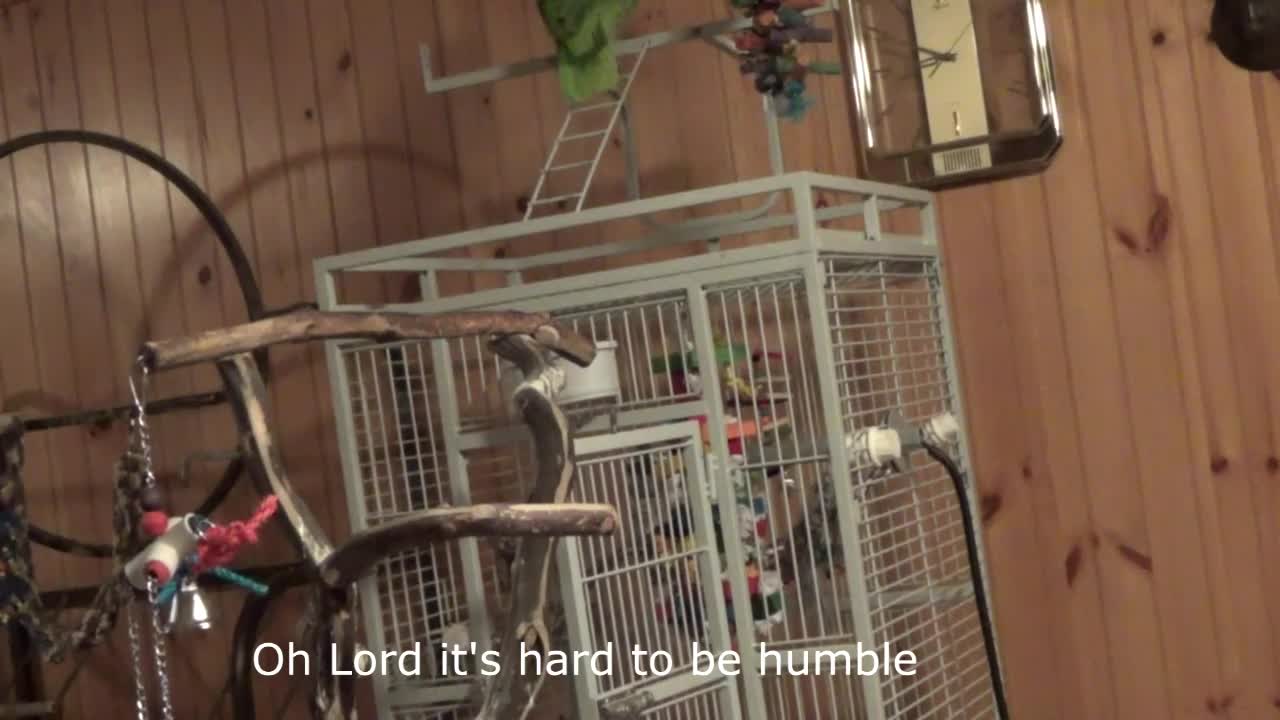 Parrot sings his rendition of classic country song