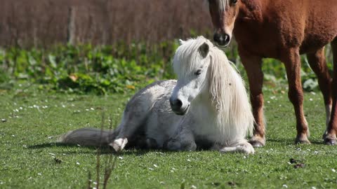 Cute white horse 🐎 sitting in park videos 😘🥰