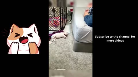 Funny adorable dogs to brighten your day #dogs #dog #funny #funnydogs #cutedogs #compilation