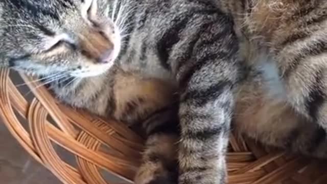 Sleeping Cats - Sour fruit prank