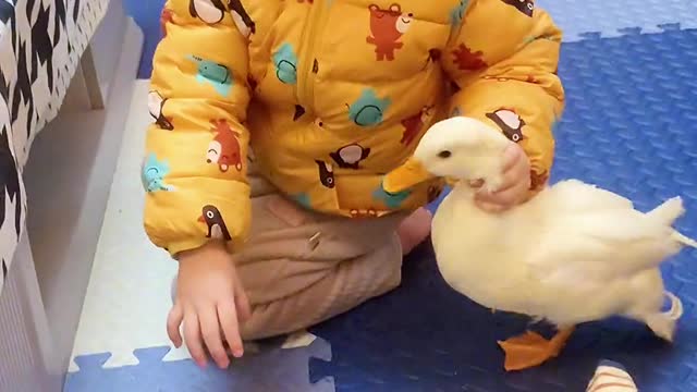 Boy with Duck | Funny