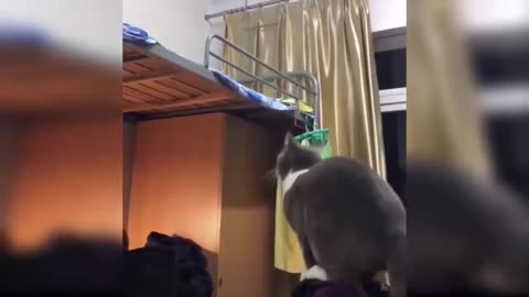 compilation of cute and adorable kitten videos part 3