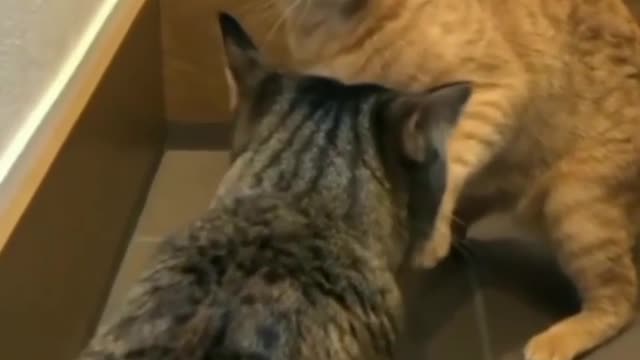Funniest animal video - Best Of The 2022 |Funny Animal Video