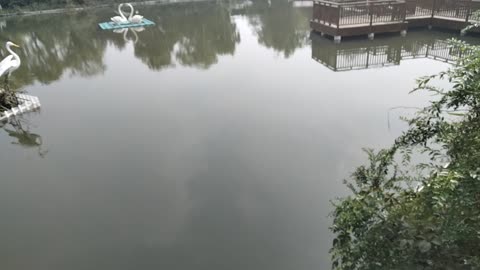 a lot of little fish