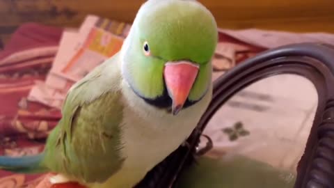 Talking parrot everything