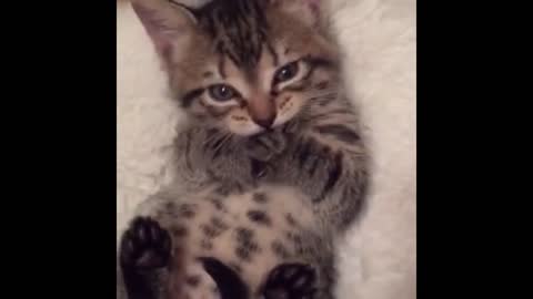 Cute little milk cat eating hands