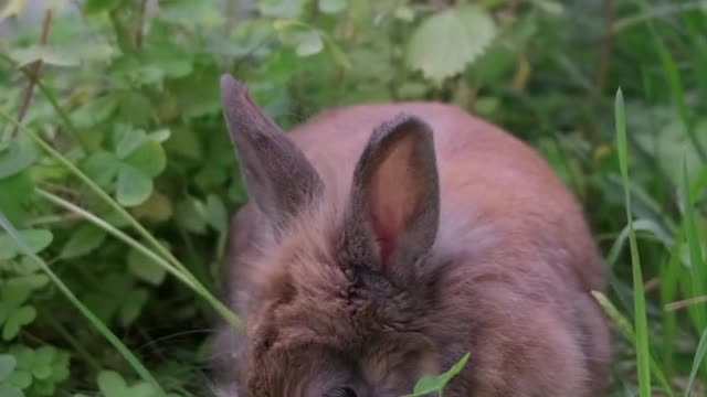 Rabbit eating udupiyaliy.