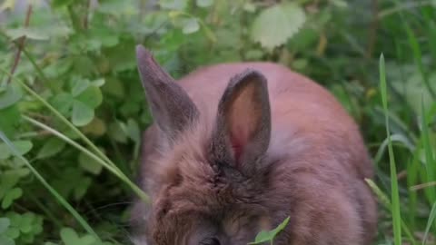 Rabbit eating udupiyaliy.