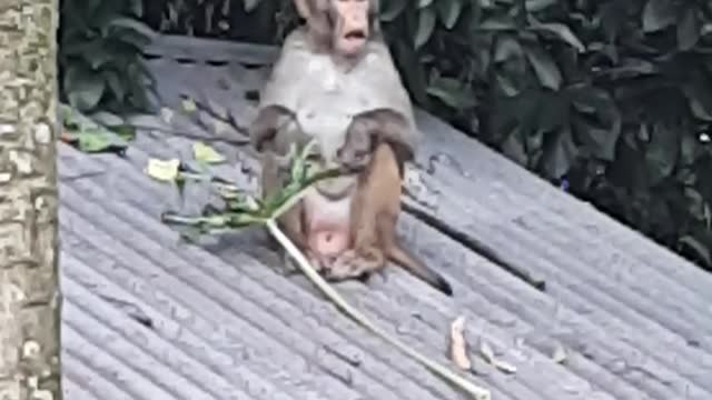 Funny Monkey is eating Papaya leaf