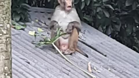 Funny Monkey is eating Papaya leaf