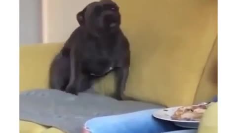 When Dog Wants To Cuddle