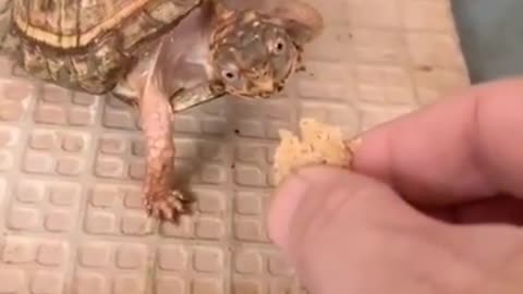 See How A Cute Tortoise 🐢 Eating
