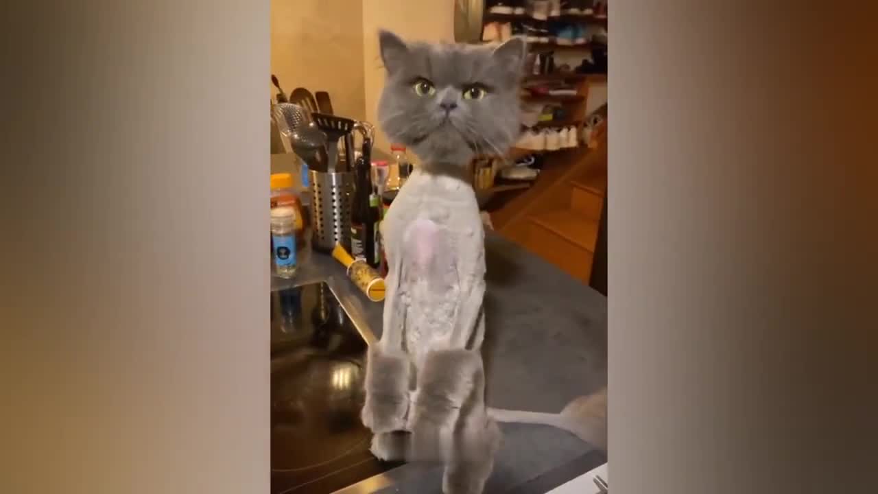 Try Not To Laugh - Cat Reaction