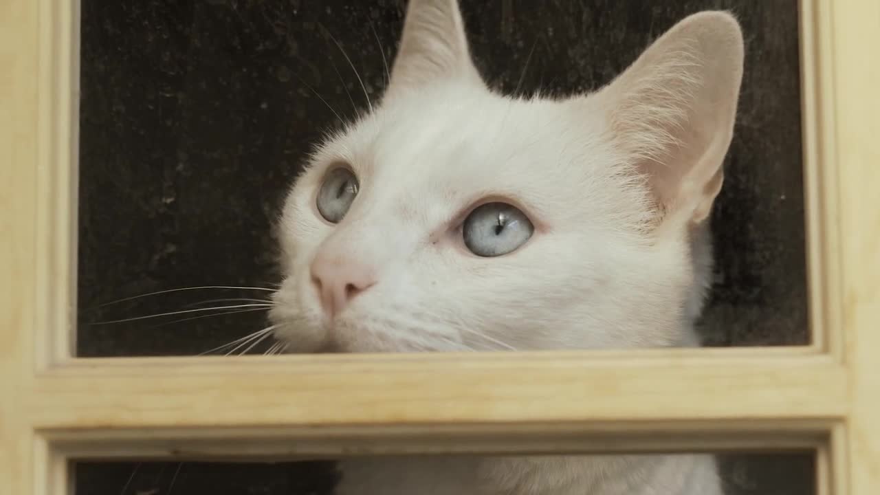 window cat pet