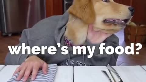 Dog Reviews Restaurant Food