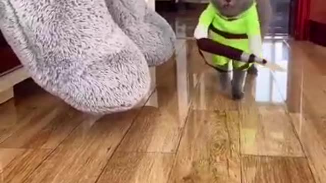 Funny and cute two cute kittens, do you like them?
