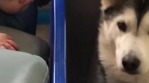 The full 4 Year story of My husky& Baby becoming Best Friend