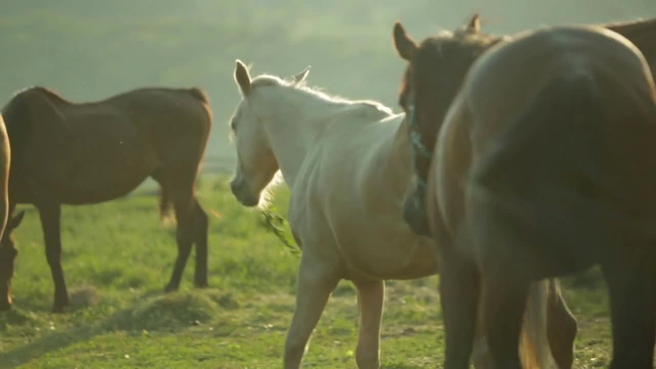 Farmer and a herd of horses in the pasture
