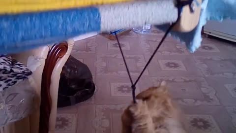 cat nanny