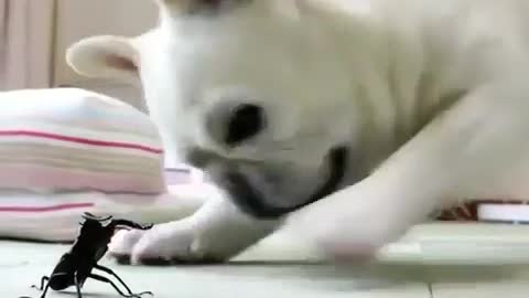 Dog and his courage