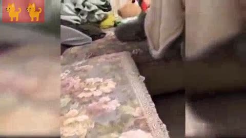 How to funny animals Comedy || video cat #my funny # animals life my YouTube channel Ailc hAil🐈