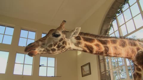 Giraffes stick their heads into the windows of an old mansion in Africa