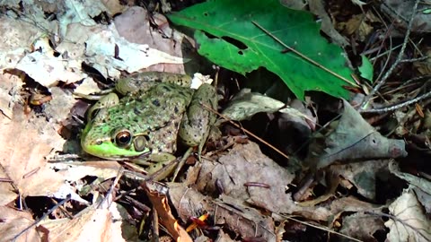 Bullfrog