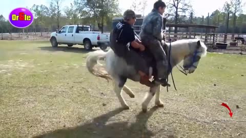 Very fanny horse fall, fanny horses