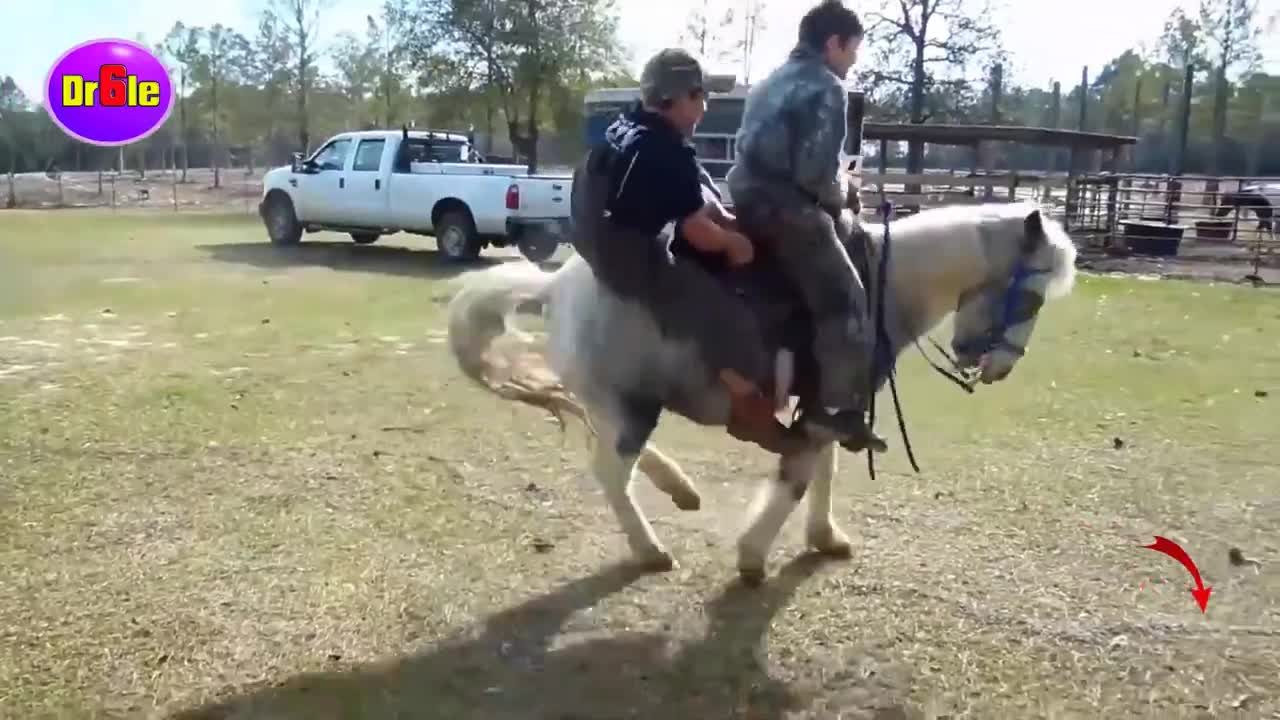 Very fanny horse fall, fanny horses