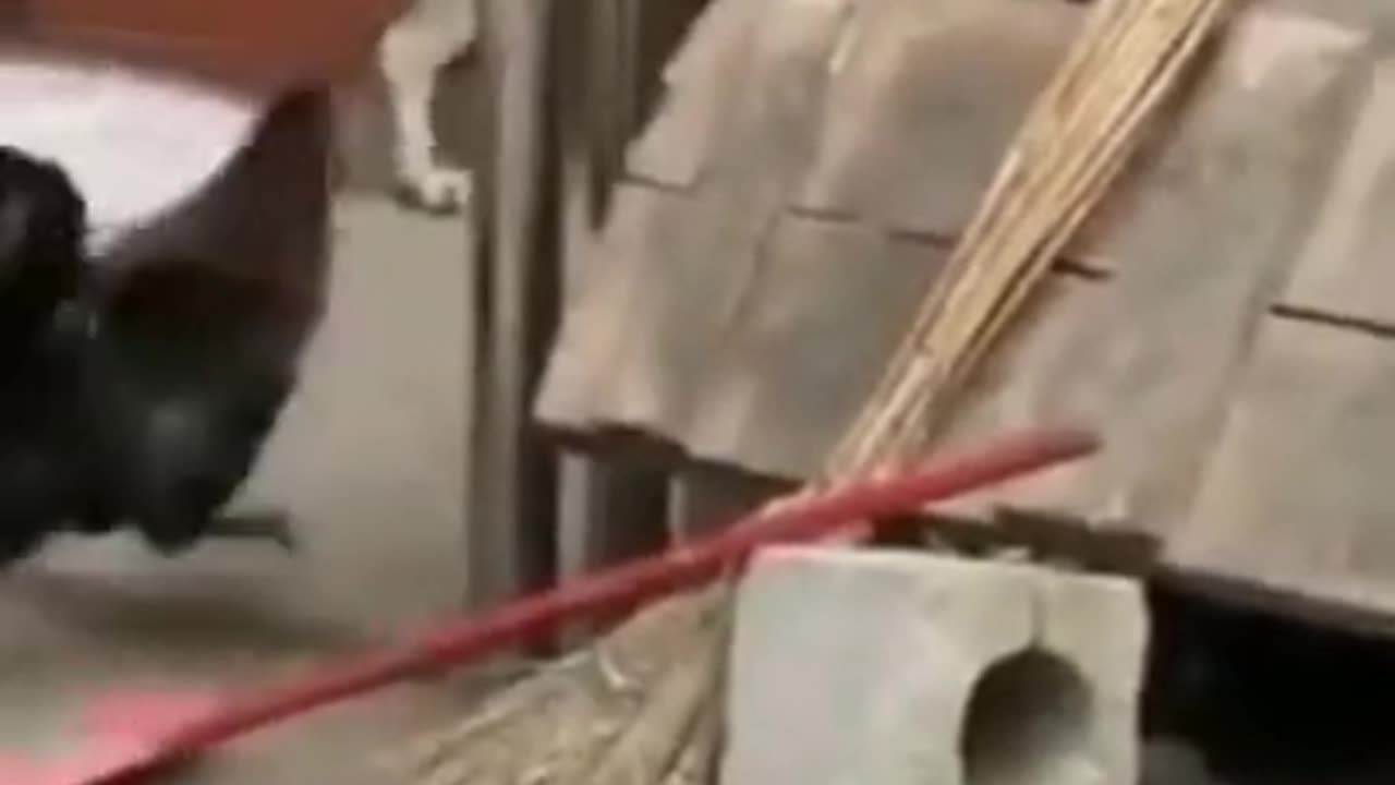 Funny Dog Videos