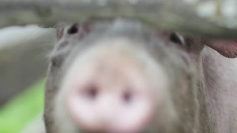Cute Little Pig One