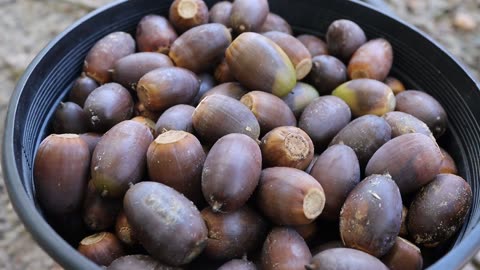A Guide for Foraging Acorns