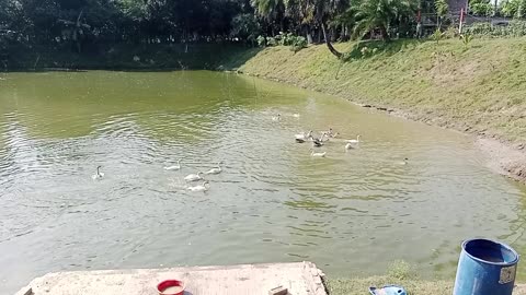 Funny video