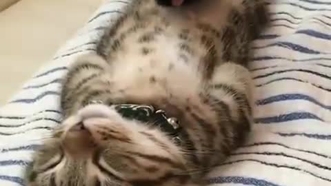 funniest cat sleep