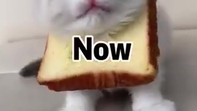Cute cat singing