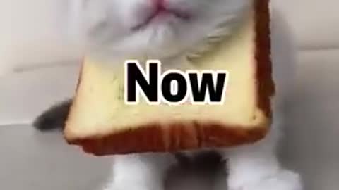 Cute cat singing