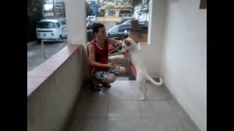 Ensinando cachorra sentar sem comando de voz