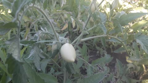 Green tomatoes