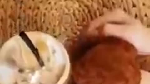 Funniest Cats And Dogs Video 167