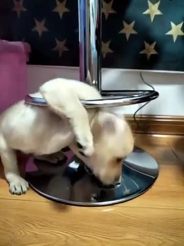 You will get STOMACH ACHE FROM LAUGHING SO HARD 🤣🐶Funny Dog Videos #Short​ 55